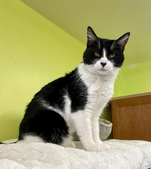 EAPL Cat Room Cat